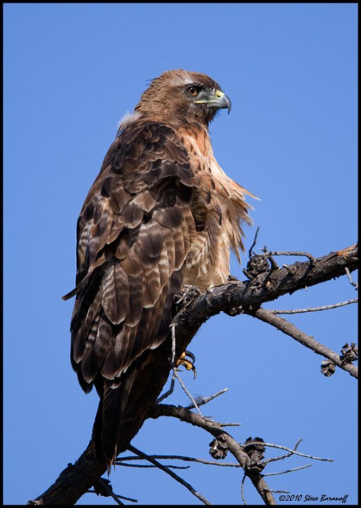 _0SB3773 red-tailed hawk.jpg